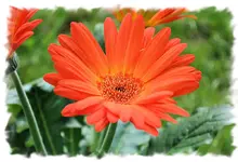 gerbera1.webp