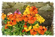goldlack1.webp