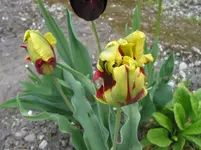 002.webp