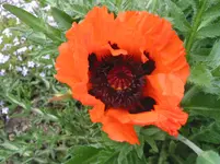 003.webp