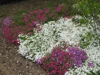 005.webp