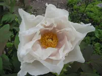 002.webp
