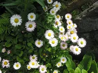 005.webp