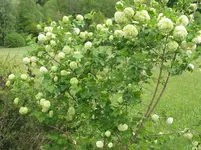 010.webp