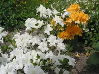013.webp