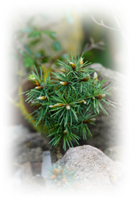 Pinus parviflora (2).webp