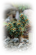 Pinus parviflora (1).webp