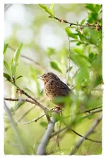 Amsel Junges org (1).webp