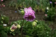 Akelei gr+++.webp