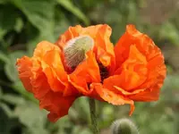 Mohn erste Blüte.webp