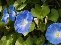azurblaue-trichterwinde-ipomoea-clarks-heavenly-blue_01_samen_910977.webp