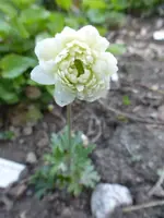 P1350203.webp