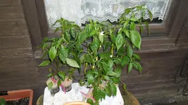 SAM_4010.webp