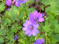 DSCN7899.webp
