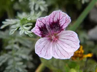 DSCN7901.webp