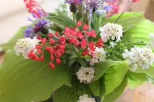 roteblume.webp