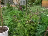HPIM1469.webp