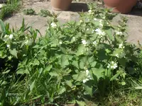HPIM1475.webp