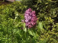 HPIM1477.webp