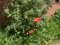 HPIM1481.webp