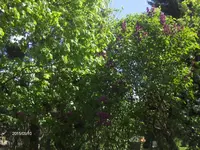 HPIM1482.webp