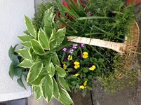 image.webp