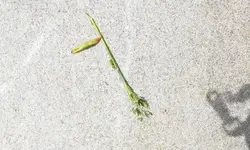 _DSC6390.webp