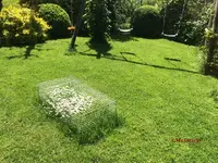 G_Rasen_Rasenmähroboter_Gänseblümchen_Käfiggitter_1__09.05.2015_mr.ditschy.webp