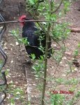 T_Huhn__09.05.2015_mr.ditschy.jpg