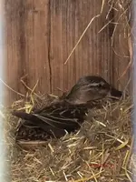 T_Enten_brüten_Stall Unterstand__09.05.2015_mr.ditschy.jpg