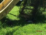 T_Enten_Kinderrutsche Schatten__09.05.2015_mr.ditschy.jpg