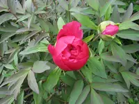 IMG_4075.webp