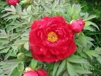 IMG_4078.webp