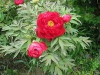 IMG_4082.webp