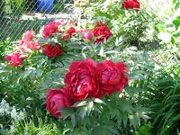 IMG_4084.webp