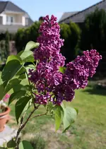 Forum Flieder 40D_2015_05_10_00303.webp