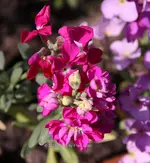 Forum 40D_2015_05_10_00317.jpg