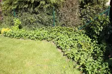 Forum Erdbeeren 40D_2015_05_10_00328.jpg