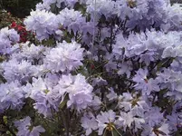 CAM00330.webp