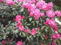 CAM00335.webp