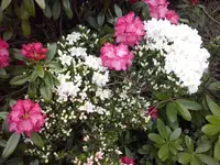 CAM00336.webp