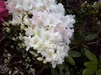 CAM00337.webp