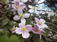 CAM00338.webp