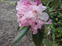 CAM00339.webp
