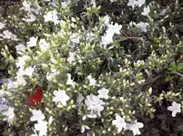 CAM00340.webp