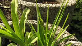IMG_5725.jpg