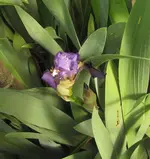 IMG_5729A.webp