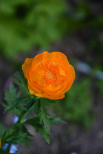 DSC_4426.webp
