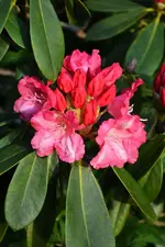 DSC_4430.webp