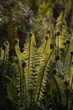 DSC_4444.webp